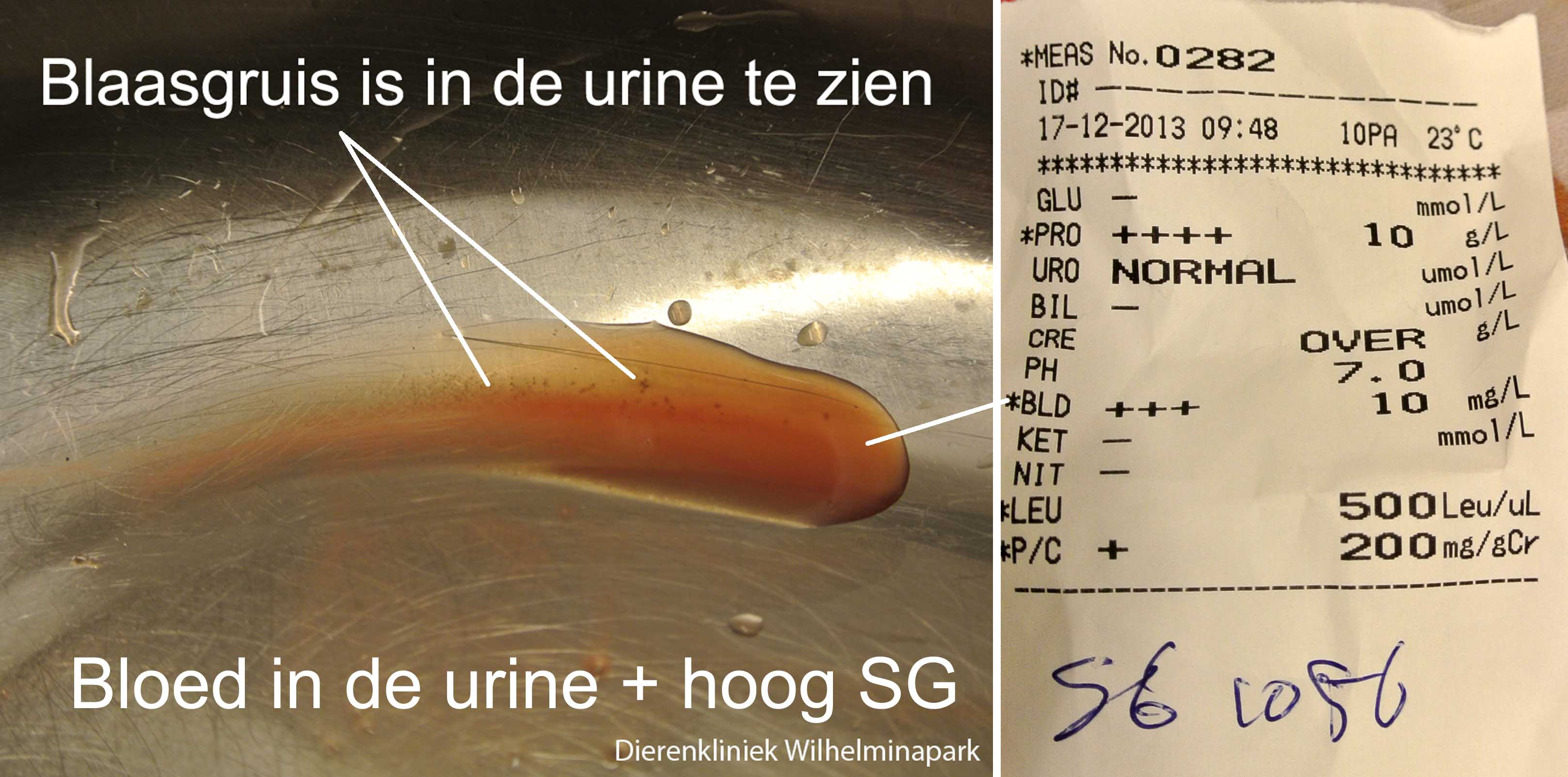 Blaasontsteking met bloed, een hoog SG en kristallen in de urine